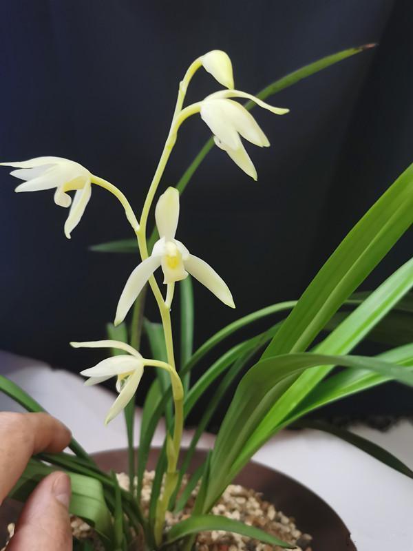 兰花"青山玉泉",开花勤快,香气醇正,便宜好品种,适合新手养