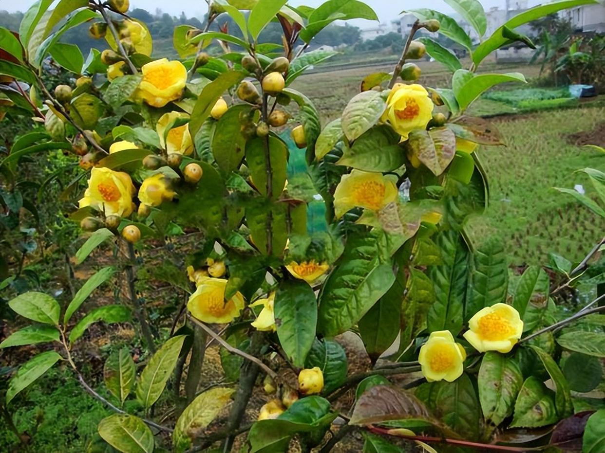 "茶族皇后"金花茶,植物界的颜值担当!泡茶煮汤效果佳