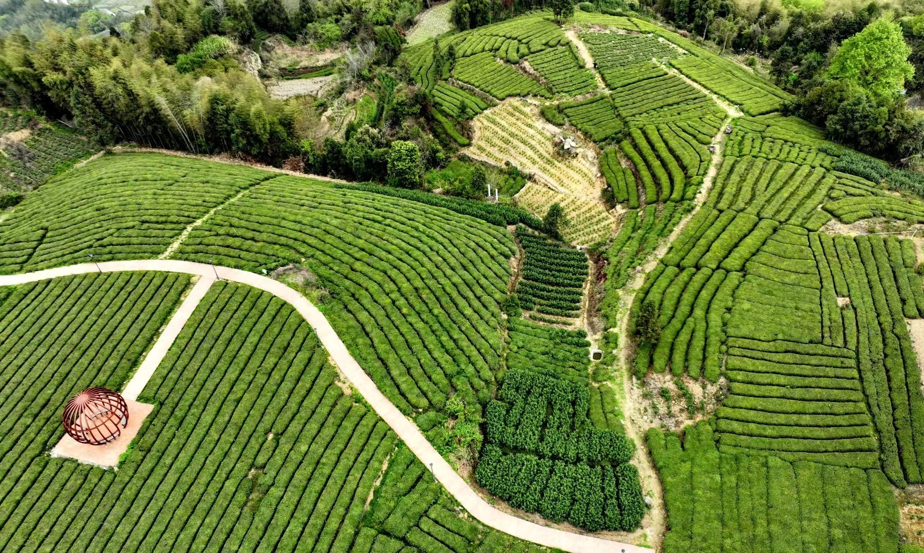 "温州梅家坞"五凤茶园,五一假期小众旅游目的地,景美人少好玩