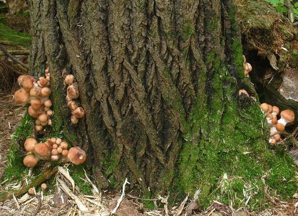 最大的生命体:占地面积超过9平方公里,持续生长到如今