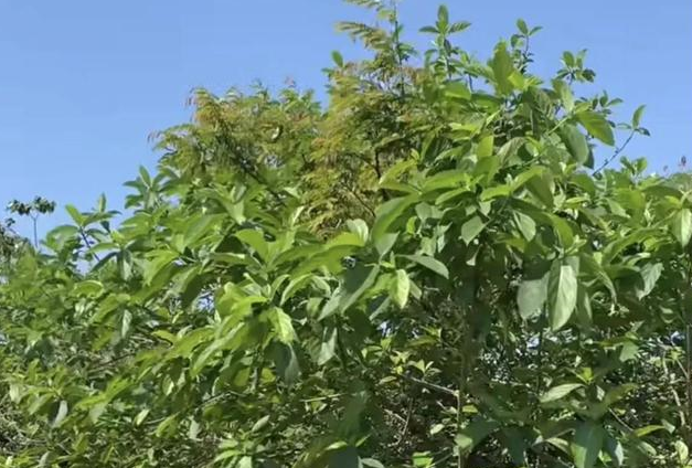 人称"牛奶树",每株树可产奶3~4升,种一棵树可足够一家人饮用