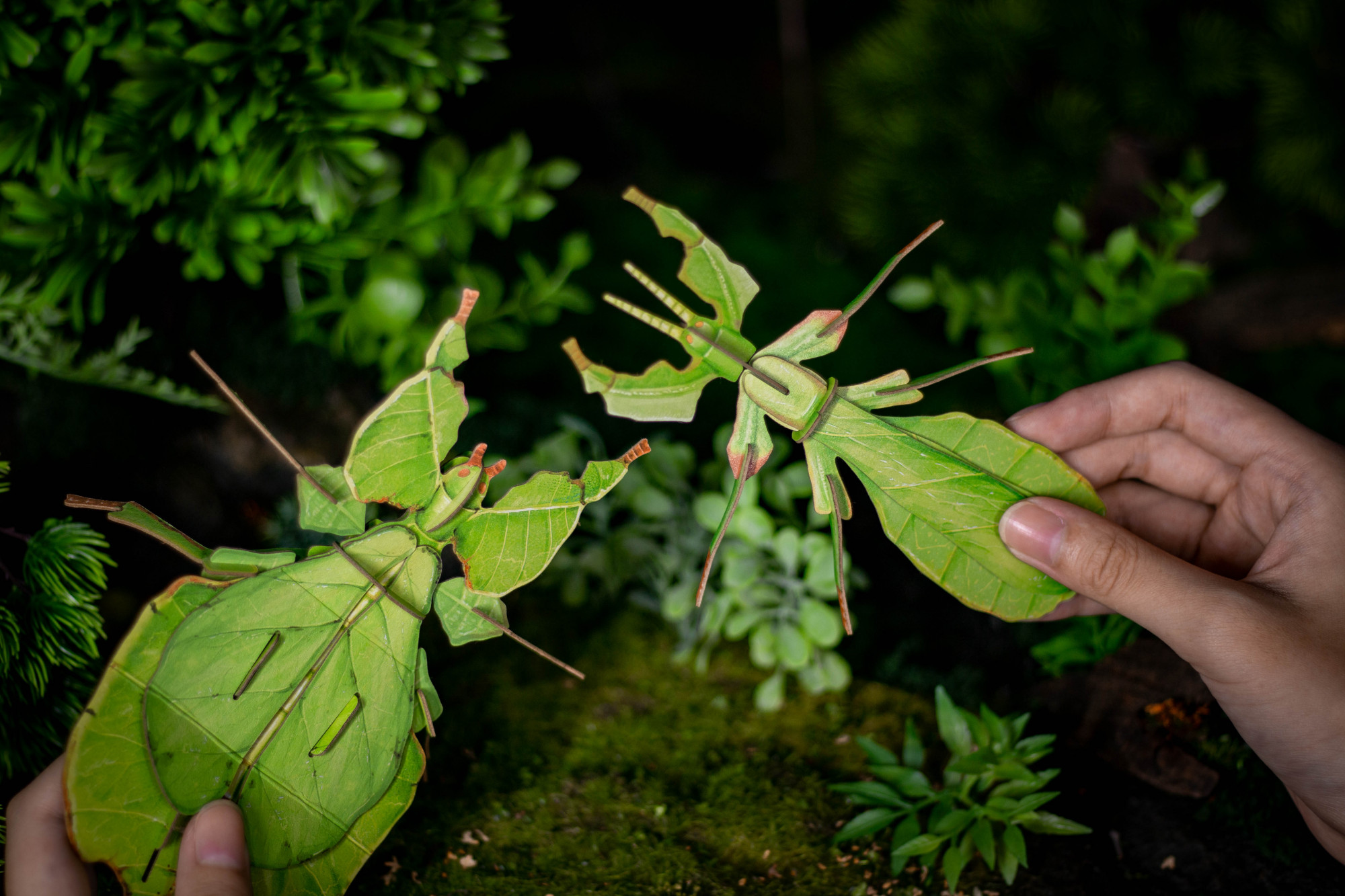 看不见我!带你认识一下这片会动的"树叶"