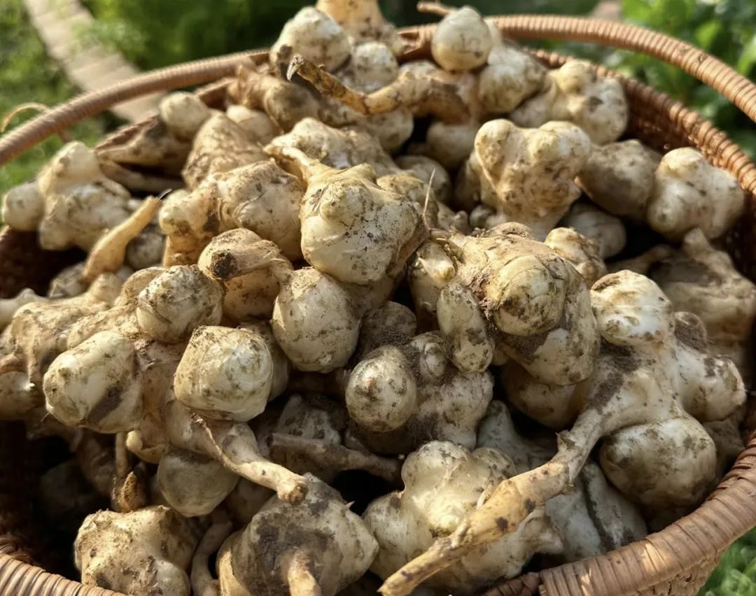 天然"胰岛果",吃山药不如吃它!1元1斤,每天吃点,不做小糖人