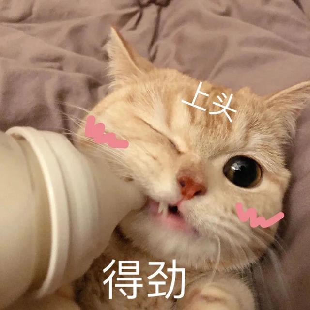 期待的表情包小猫图片