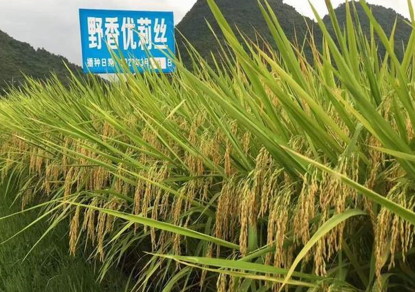 野香优莉丝引领优质稻种植热潮,年推广面积222万亩,杂交稻第9名