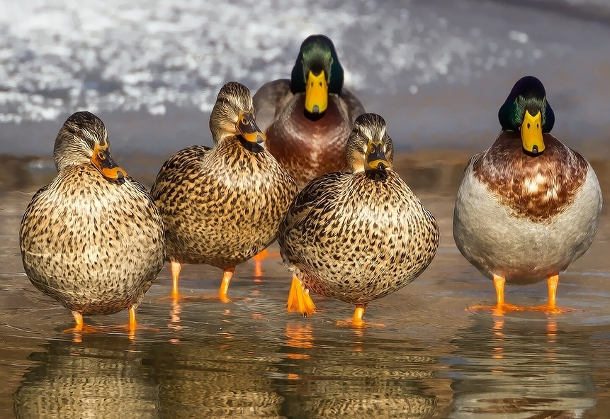 鸭子吃什么能多下蛋?给鸭子喂什么可以下蛋多?本文告诉你