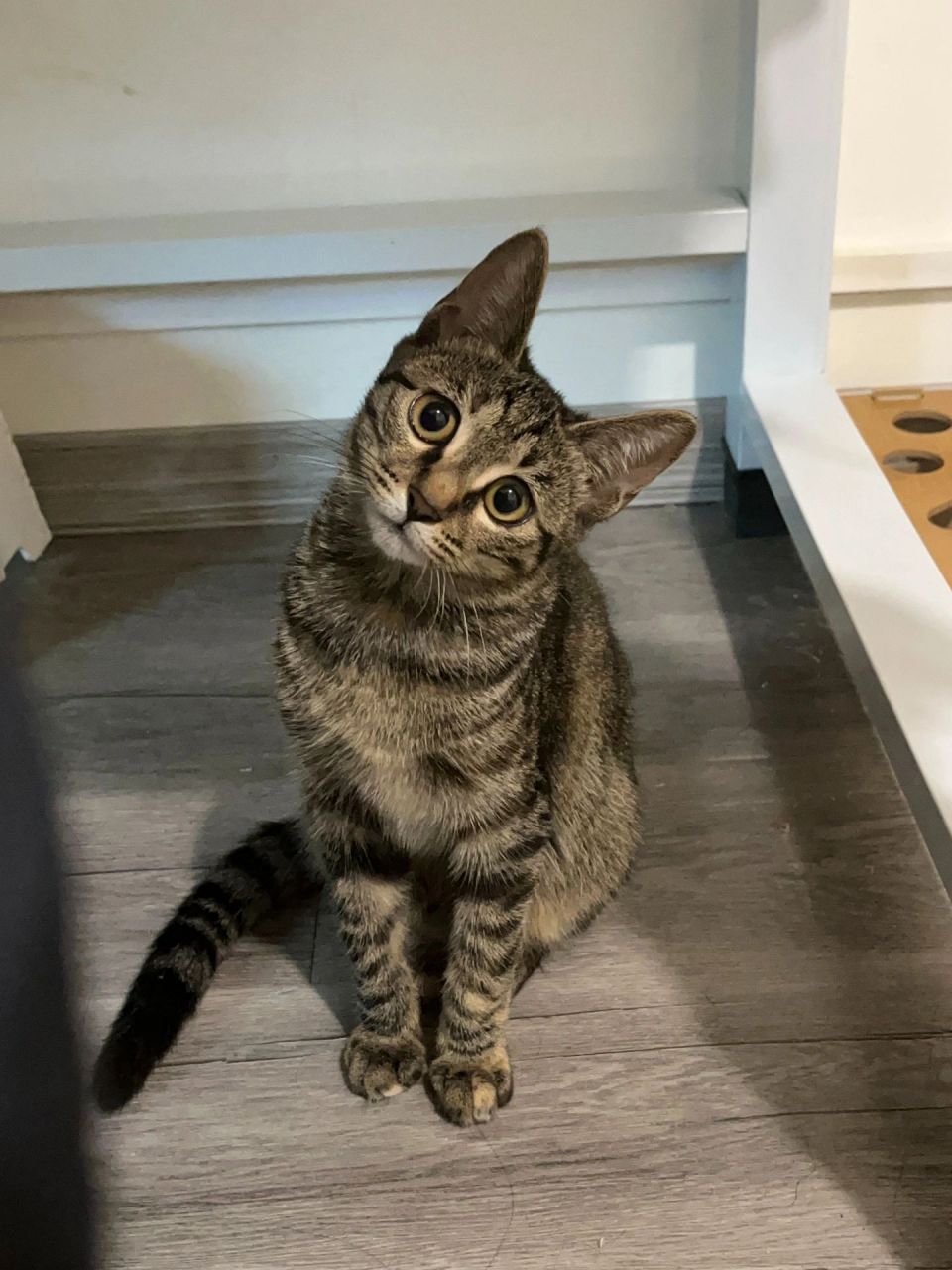 狸花猫的表情怎么能这么丰富 喜怒哀乐都写在脸上了,一看就不是什么