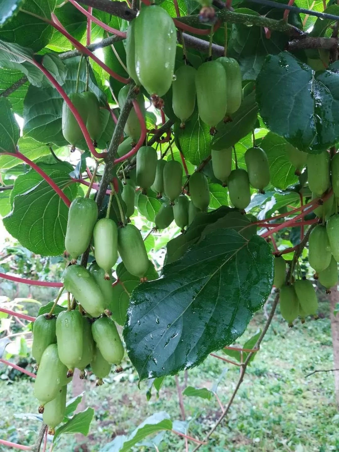 院子有空地的,种两棵软枣果树,耐寒耐旱,果子好吃,产量较高