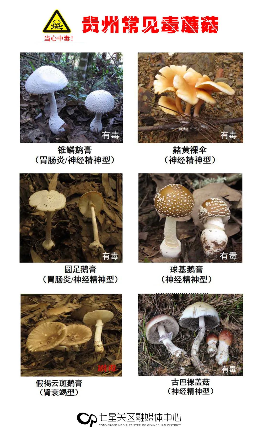 有毒别碰贵州最常见的30种毒蘑菇曝光