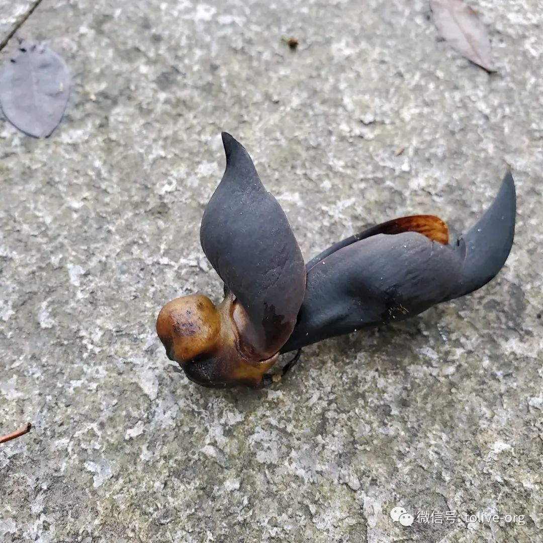 错过的平峦山上的禾雀花