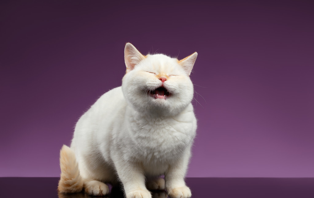 学好这几种"猫语",你就能读懂猫咪的小心思