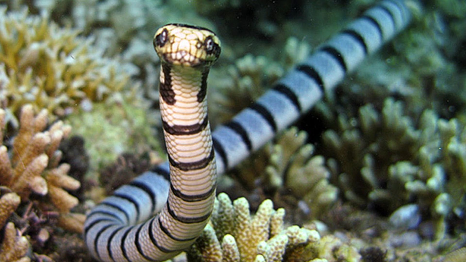 海洋里10种对人类最致命的生物,蓝环章鱼毒性无解,谁是海底毒王