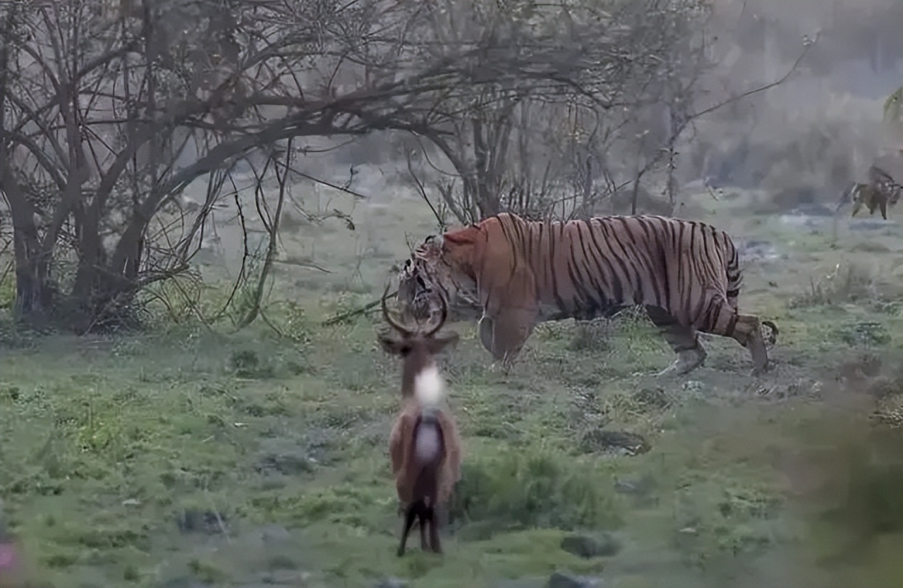 老虎能单杀成年犀牛吗?为什么?