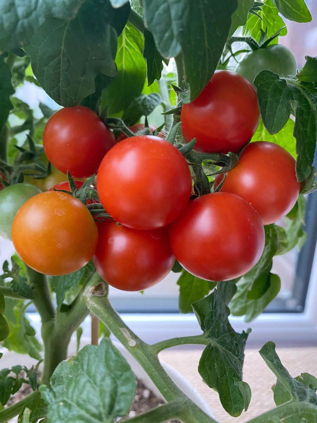 矮生小番茄的种植方法与管理技巧