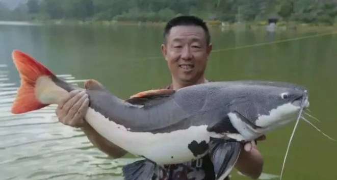 垂釣屆亂象橫生,大師多如牛毛,魚援肆虐,醜聞從不停息