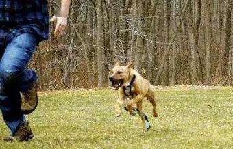 恶犬追身却未伤及,梦境启示与现实警示的双重解读 恶犬追身却未伤及,梦境启示与现实警示的双重解读