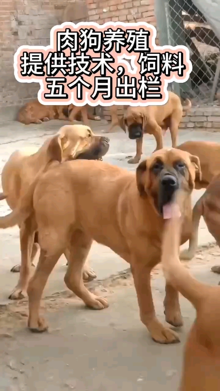 华体会- 华体会体育官网- 华体会体育APP下载羊场设计攻略：100只羊的舒适家园