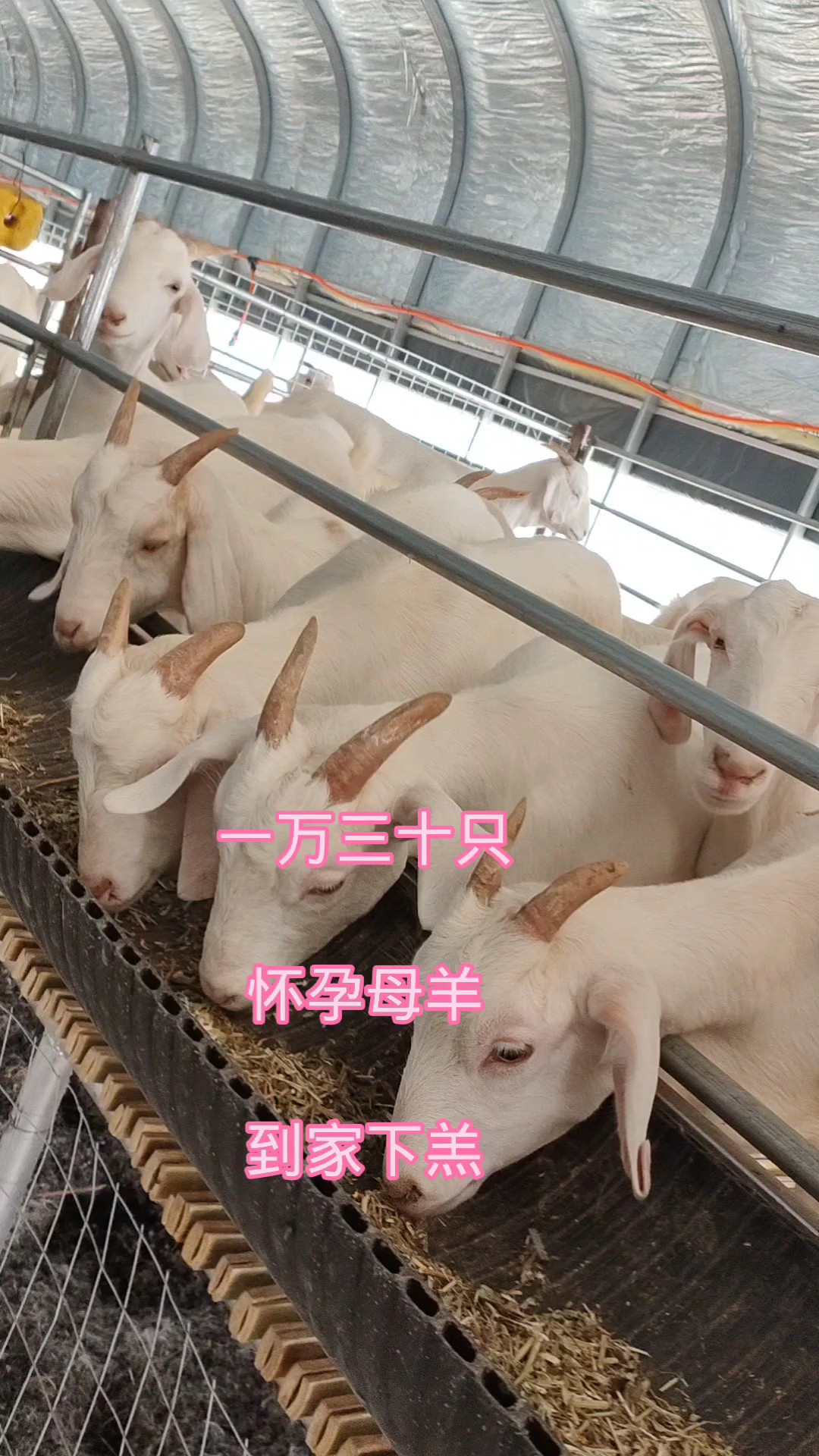 美国白山羊,多胎高产,好饲养