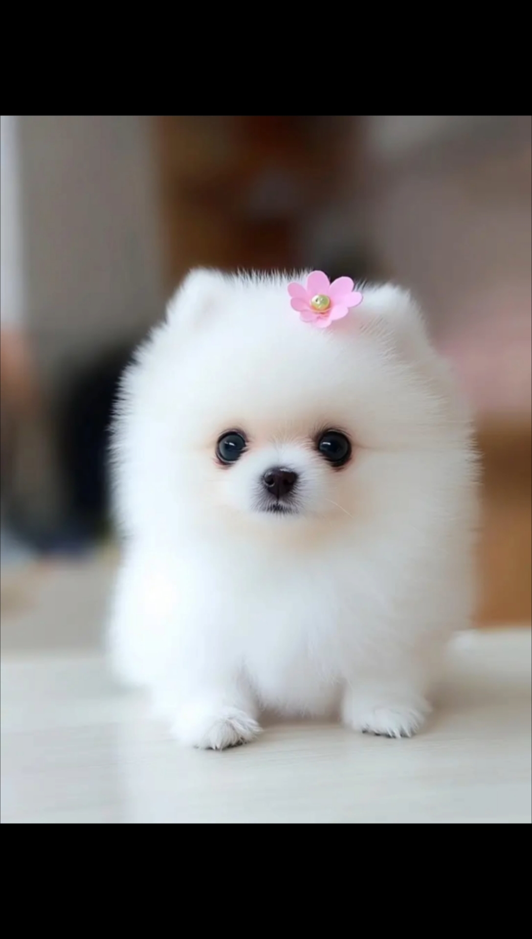 呆萌可爱的小狗