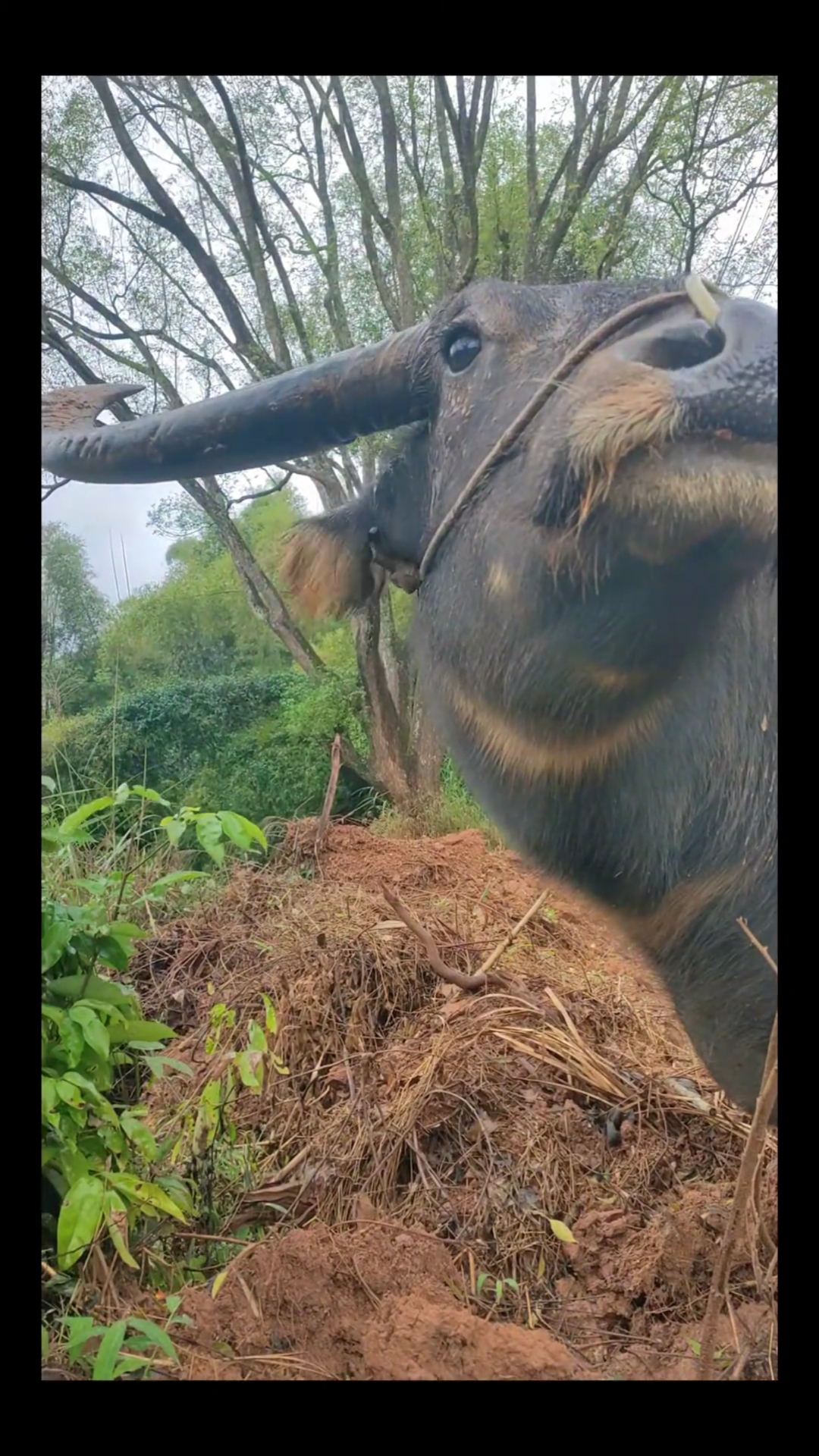 小水牛的叫声图片