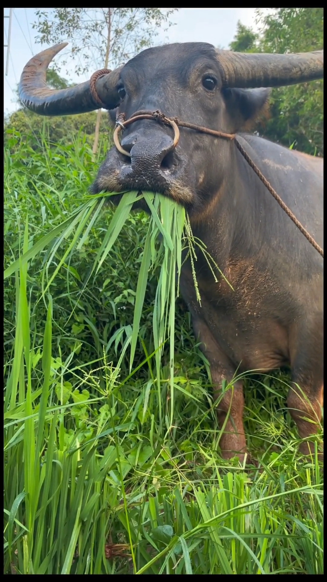 水牛吃草,纯真的眼神