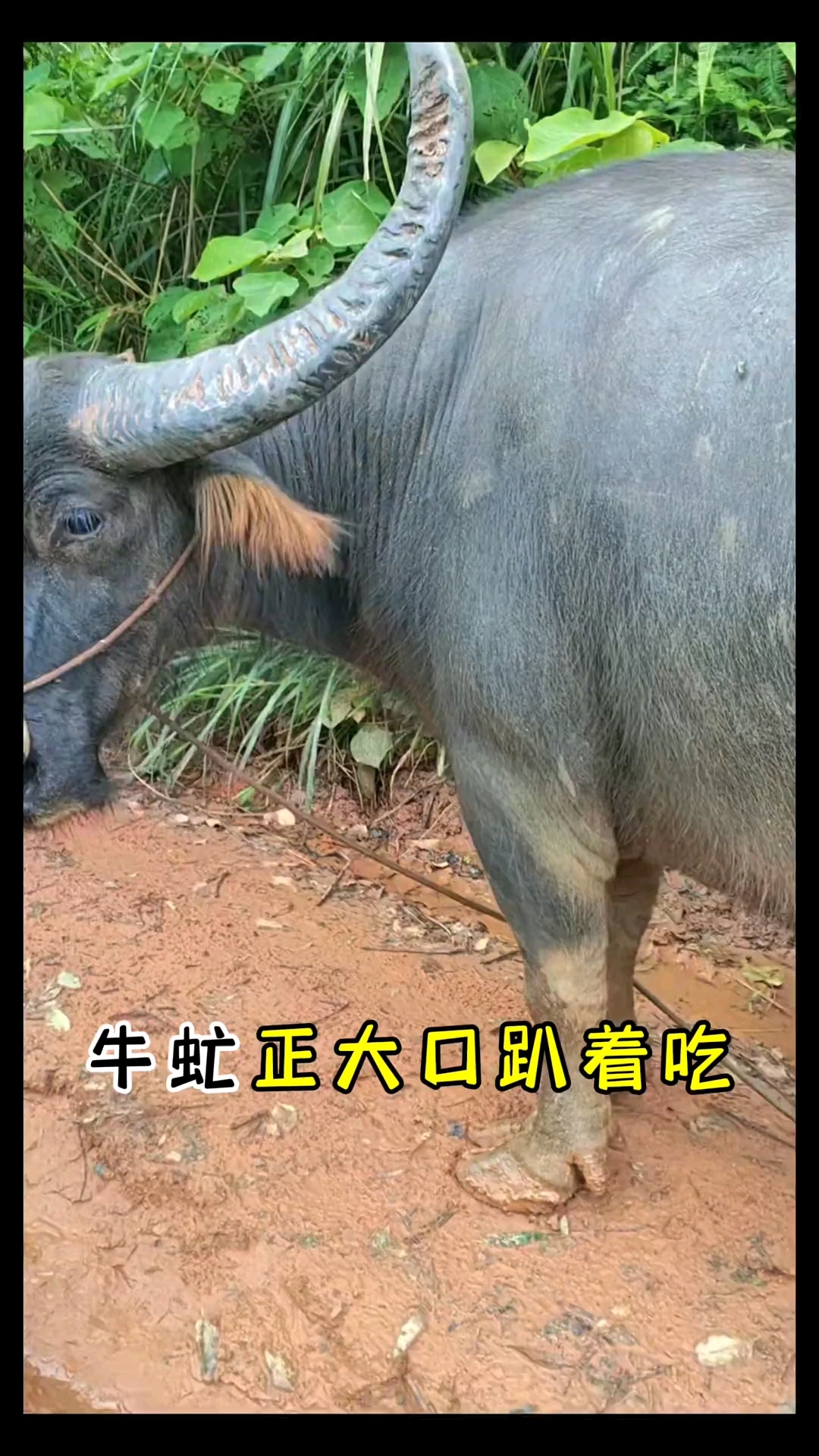 抓牛虻 农村水牛吃草.#牛虻 #水牛 #吃草 #农村 #解压