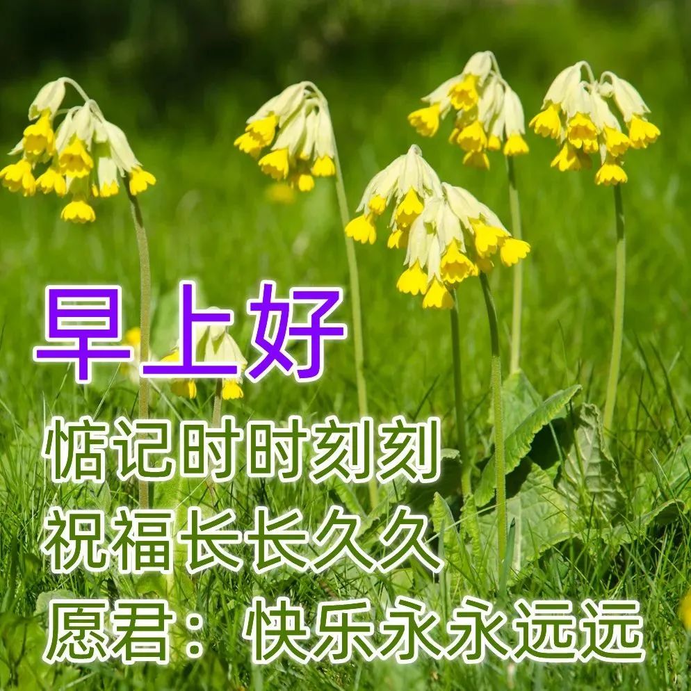 最新早安问候祝福动态表情图片