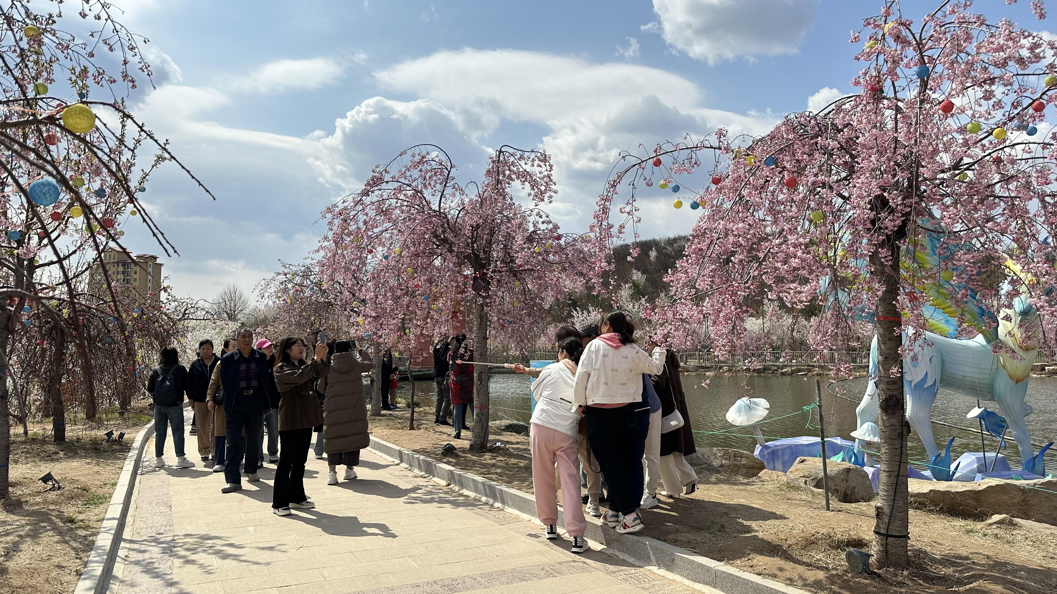 太原市玉泉山千亩樱花如期绽放,山西中部5市共邀赏花旅游