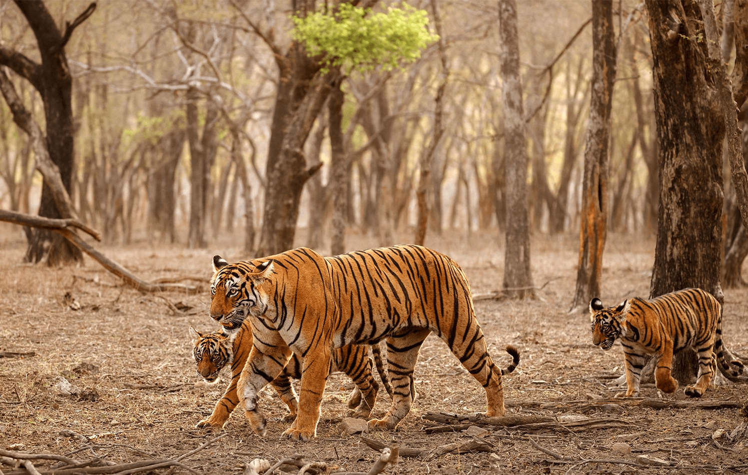 "完达山2号"来了?黑龙江密山再现野生东北虎,完达山1号有伴了