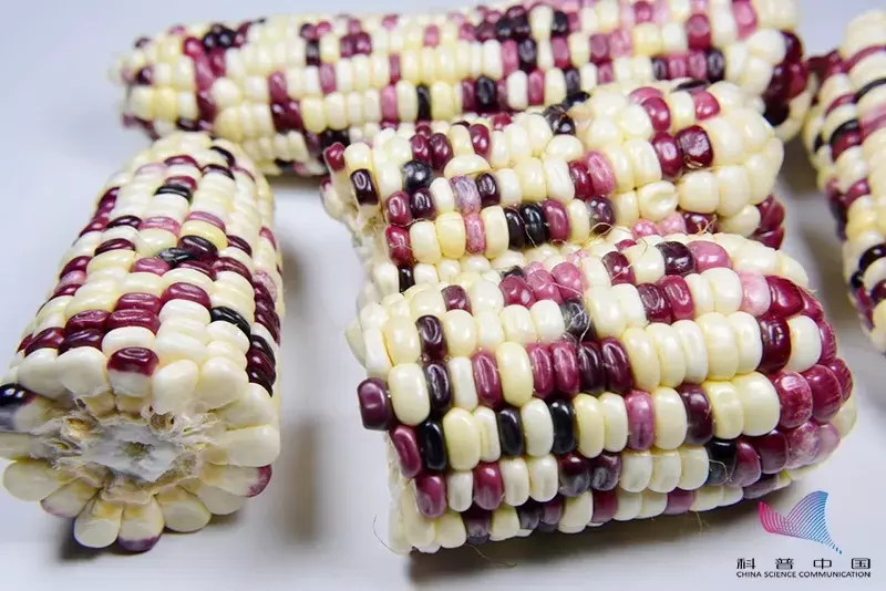 把种子送上太空,到底有啥用?种出来的东西更大?远不止这些