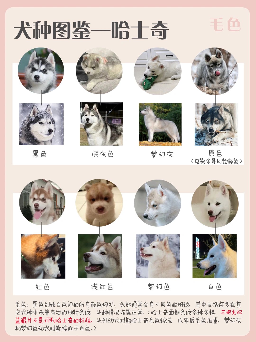 犬种图鉴-哈士奇(超高的颜值&感人的智商) 历史与起源 哈士奇是原始的