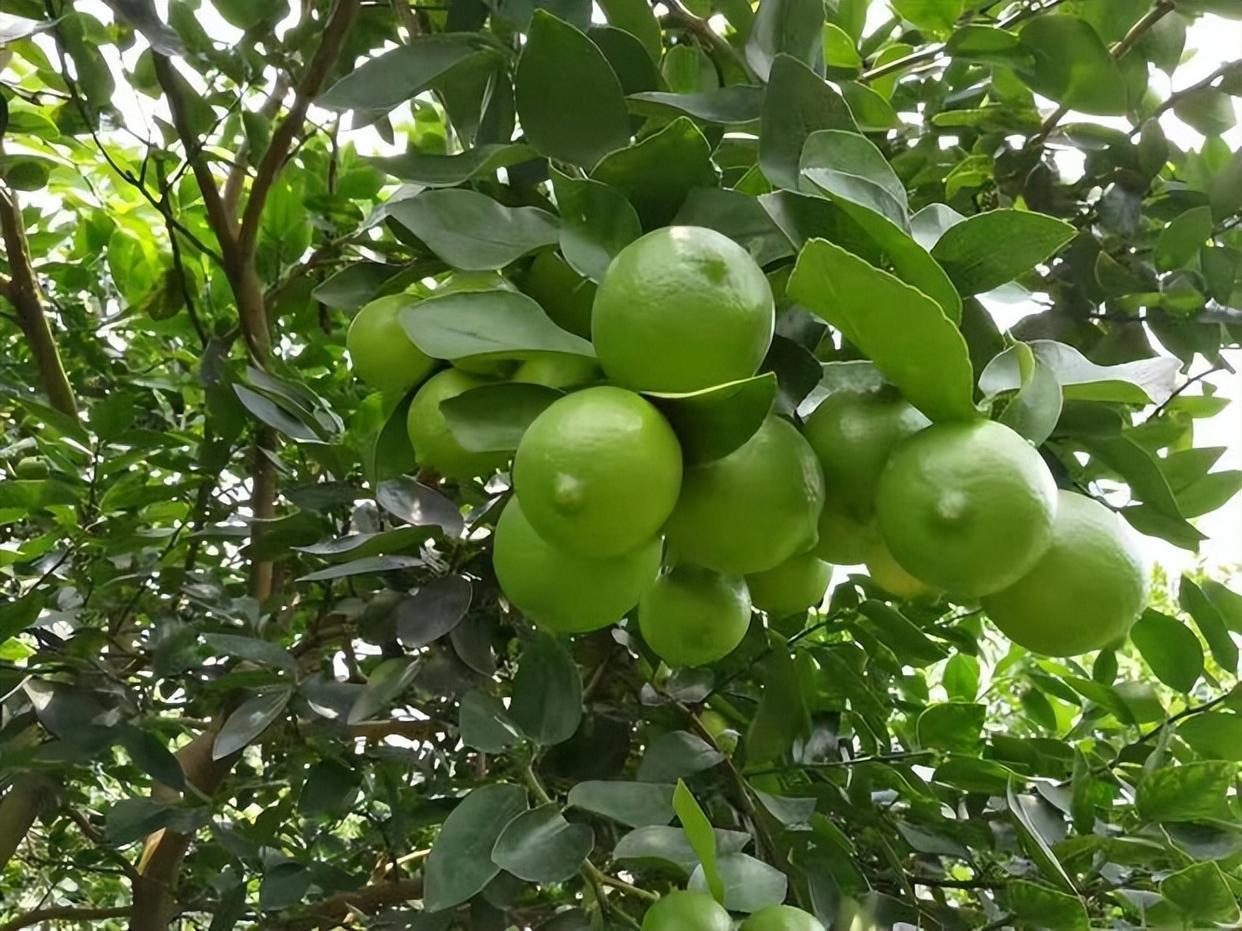 阳台养盆柠檬树