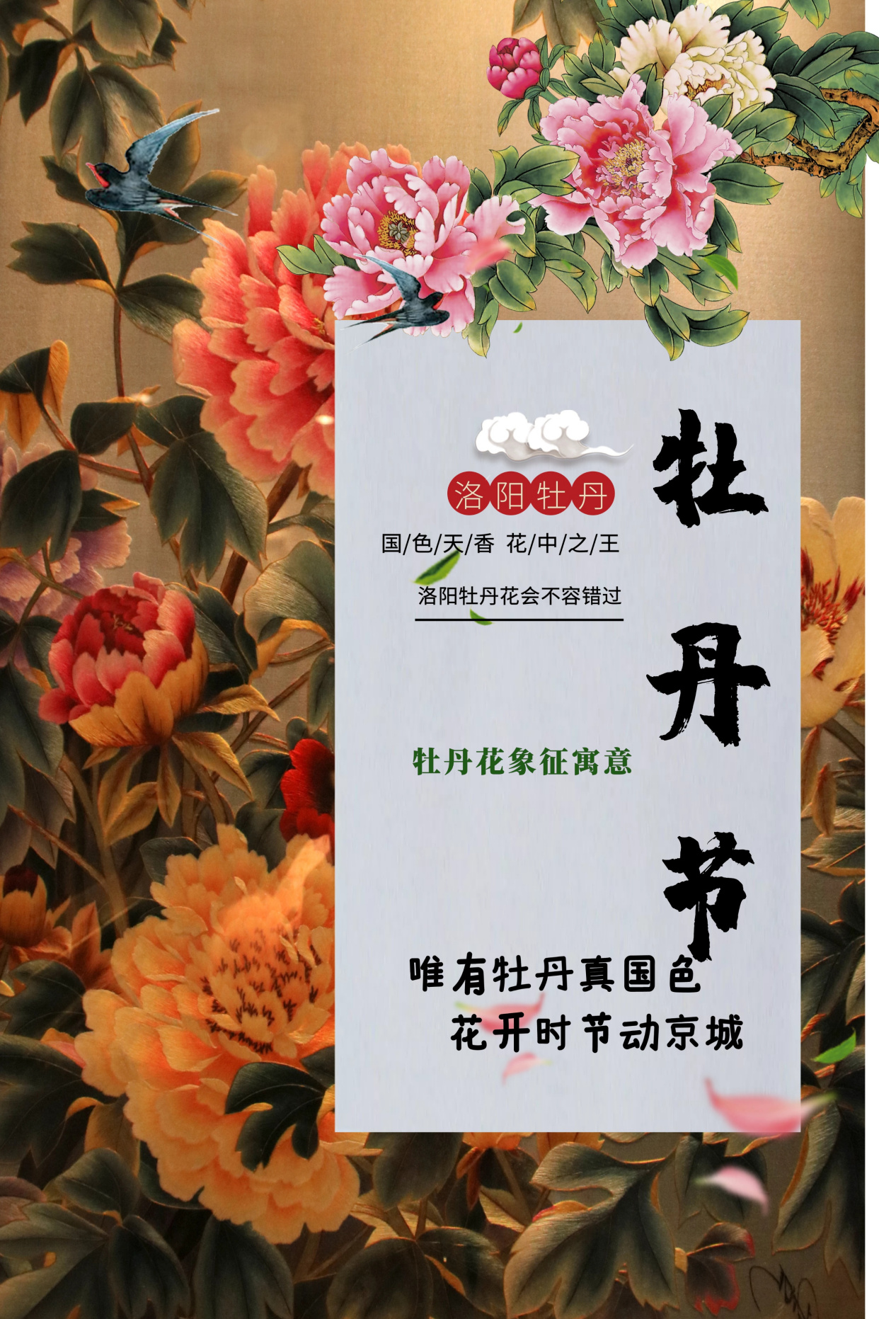 来,老铁!洛阳牡丹文化节到了咱们去欣赏牡丹花吧