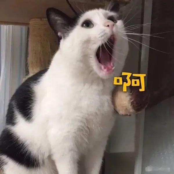 头像表情包丨是沙雕猫咪在大叫啊!