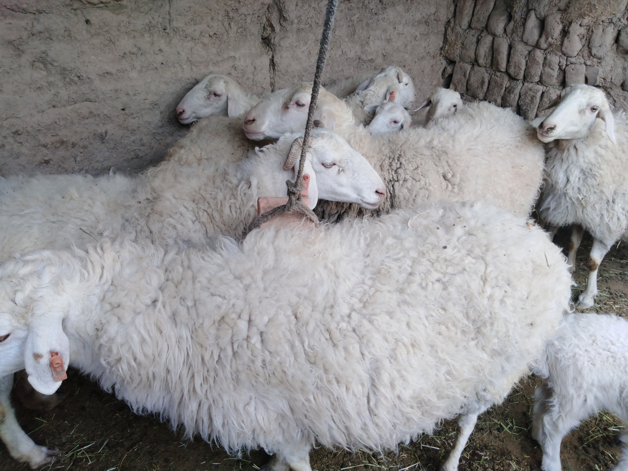 羊捻转血矛线虫病症状是什么样的?羊捻转血矛线虫病怎么治好?