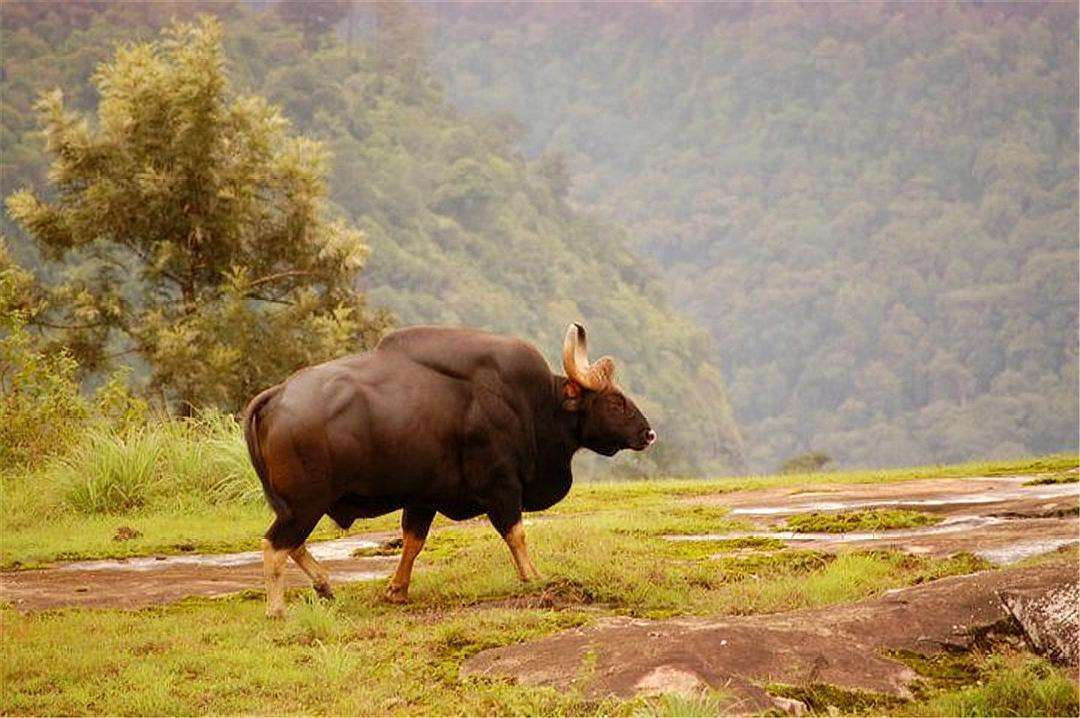 東北農村驚現神獸