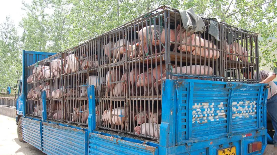 卡车运牛粪?国内首个重卡货物类型数据曝光,看看司机都拉什么货