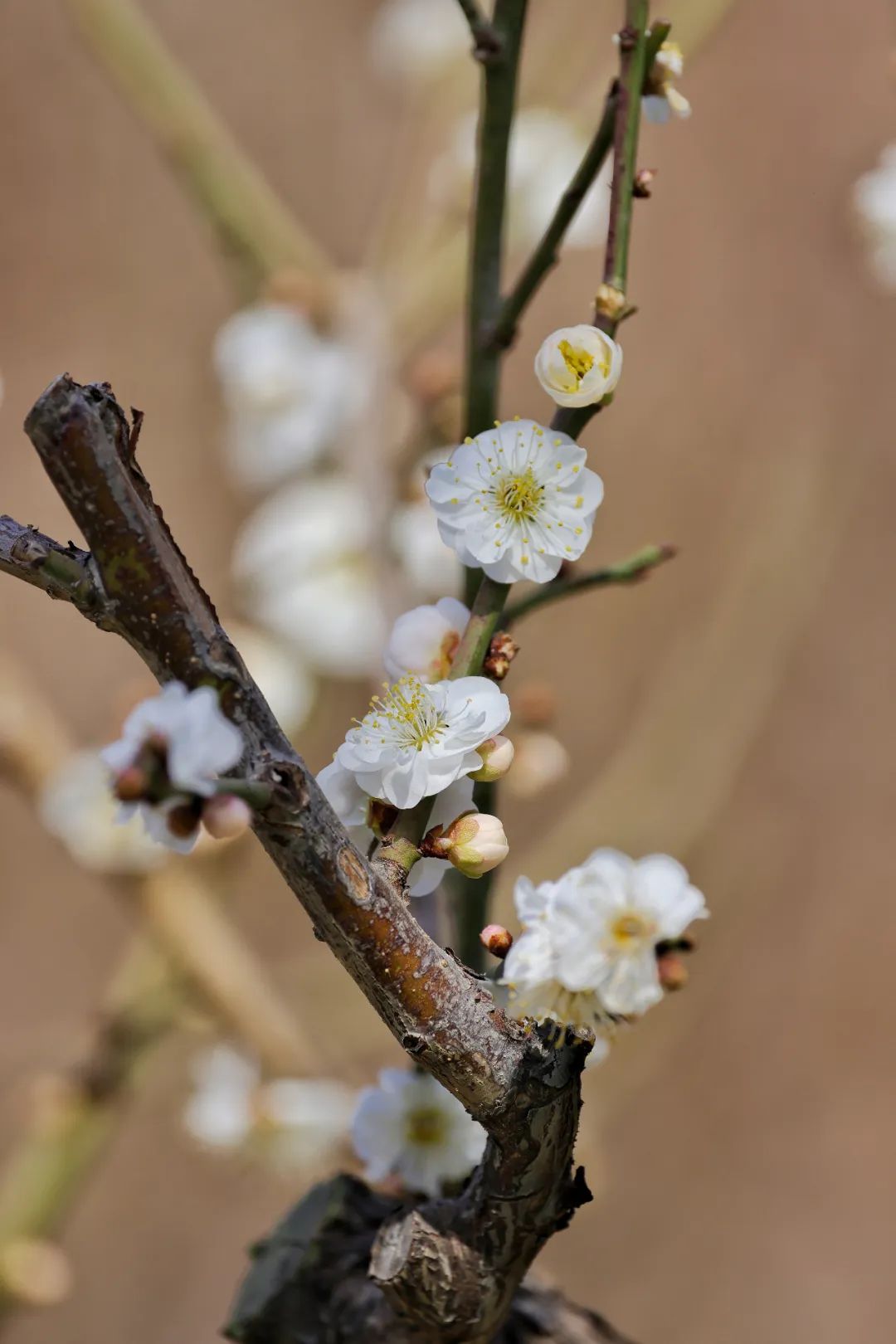 第一支梅花含笑迎春,明城墙遗址公园最佳赏梅期将至
