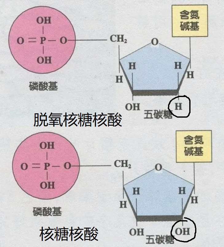 d2脱氧核糖结构式图片