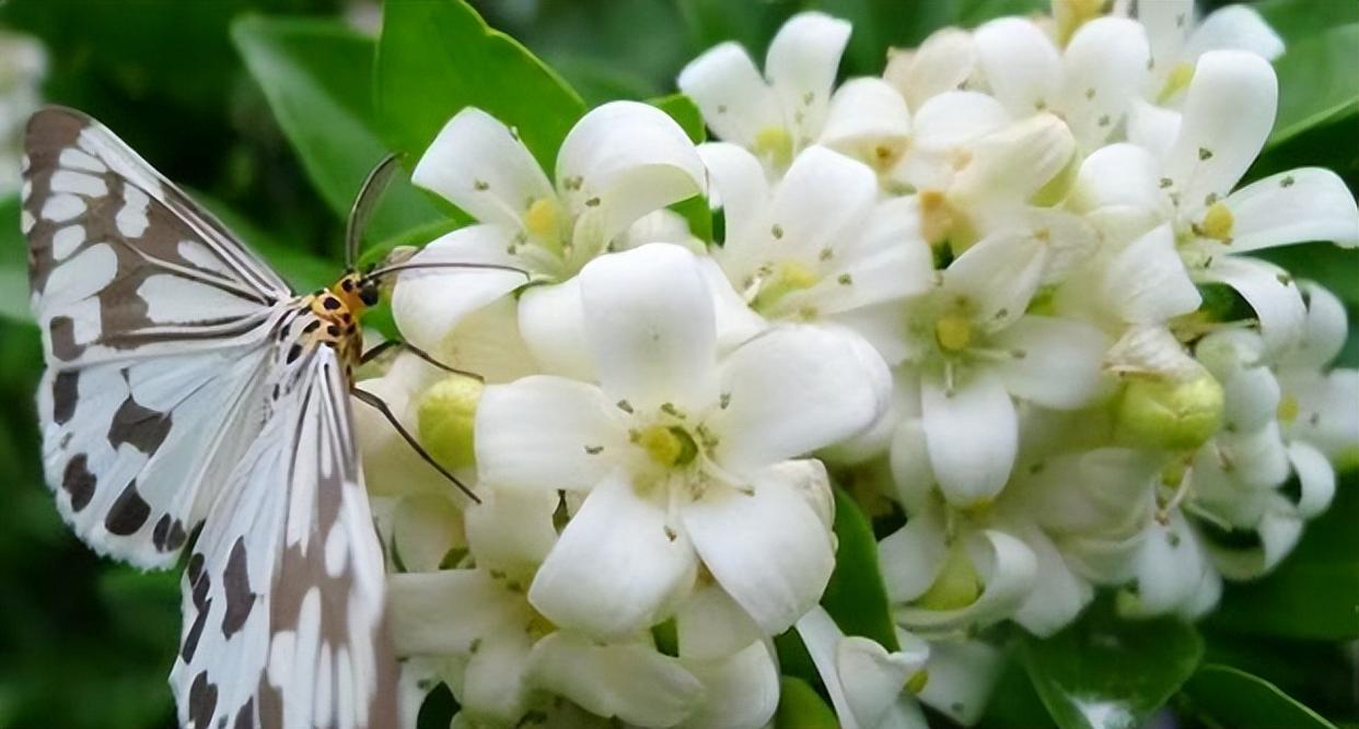 阳台放两盆"香水皇后",可以净化空气,关键是很适合新手