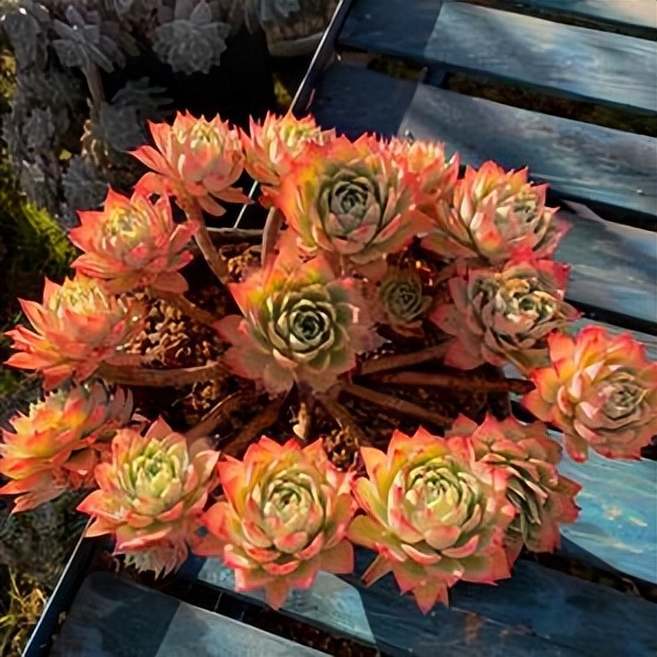 人见人爱的多肉三色堇,教你几个小技巧,养成漂亮悬崖装,美呆了