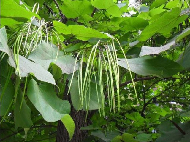 人称"树王"的面条树,果实像豇豆,叶子是上等野菜,治牙疼赞