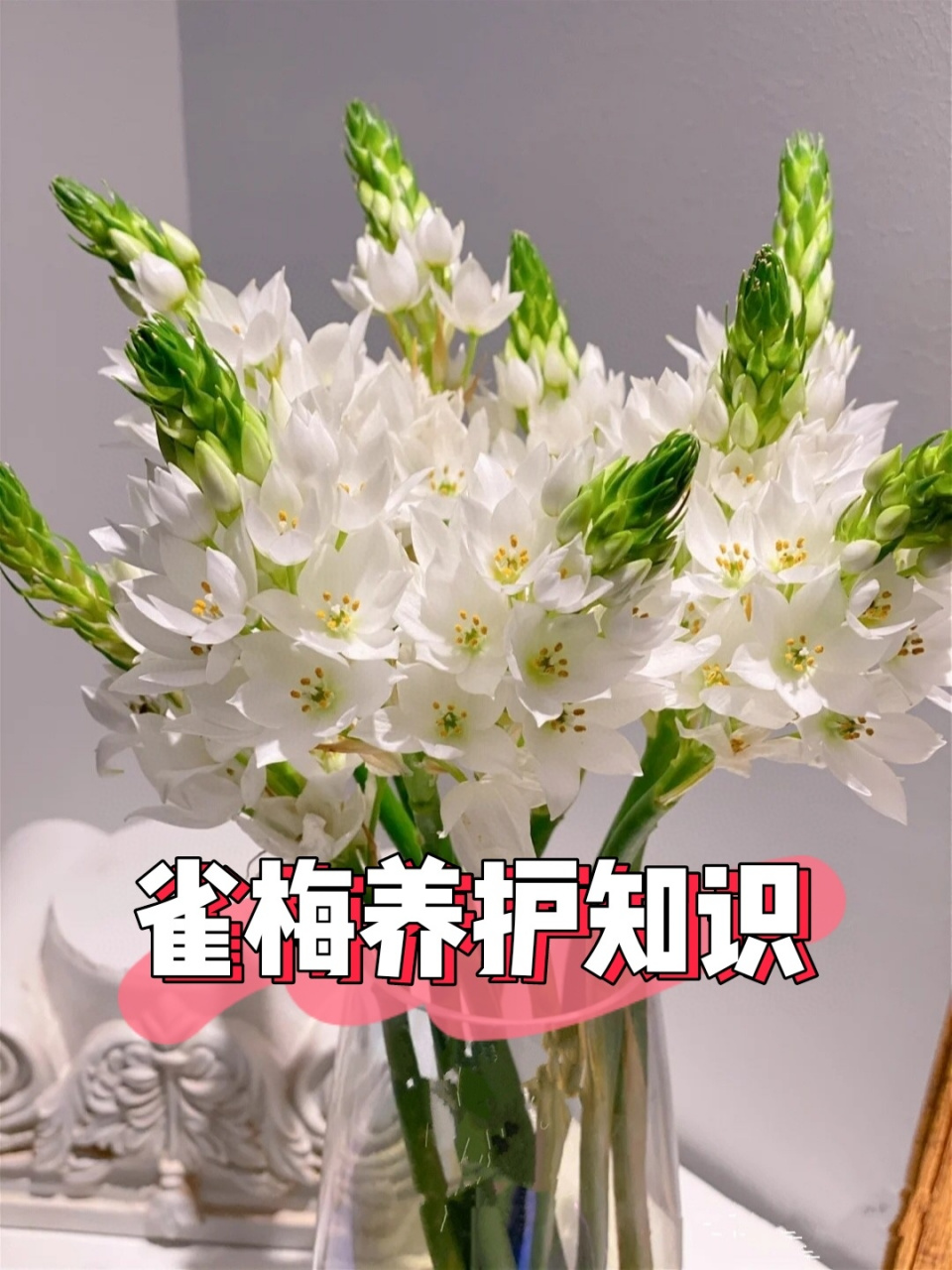 雀梅醒花方法图片