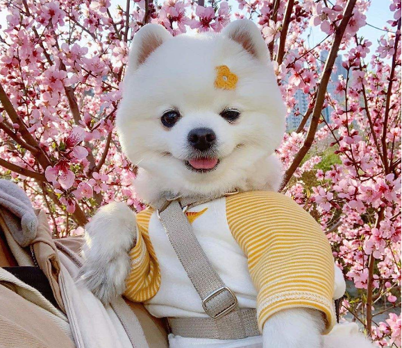 为什么现在越来越多人养"博美"了?原因有9点,很真实