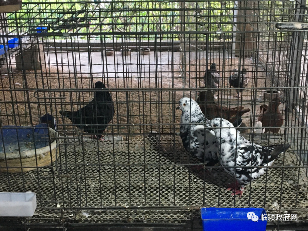 临颍:这个老乡,在自家房顶上养鸽子,年收入6万多元