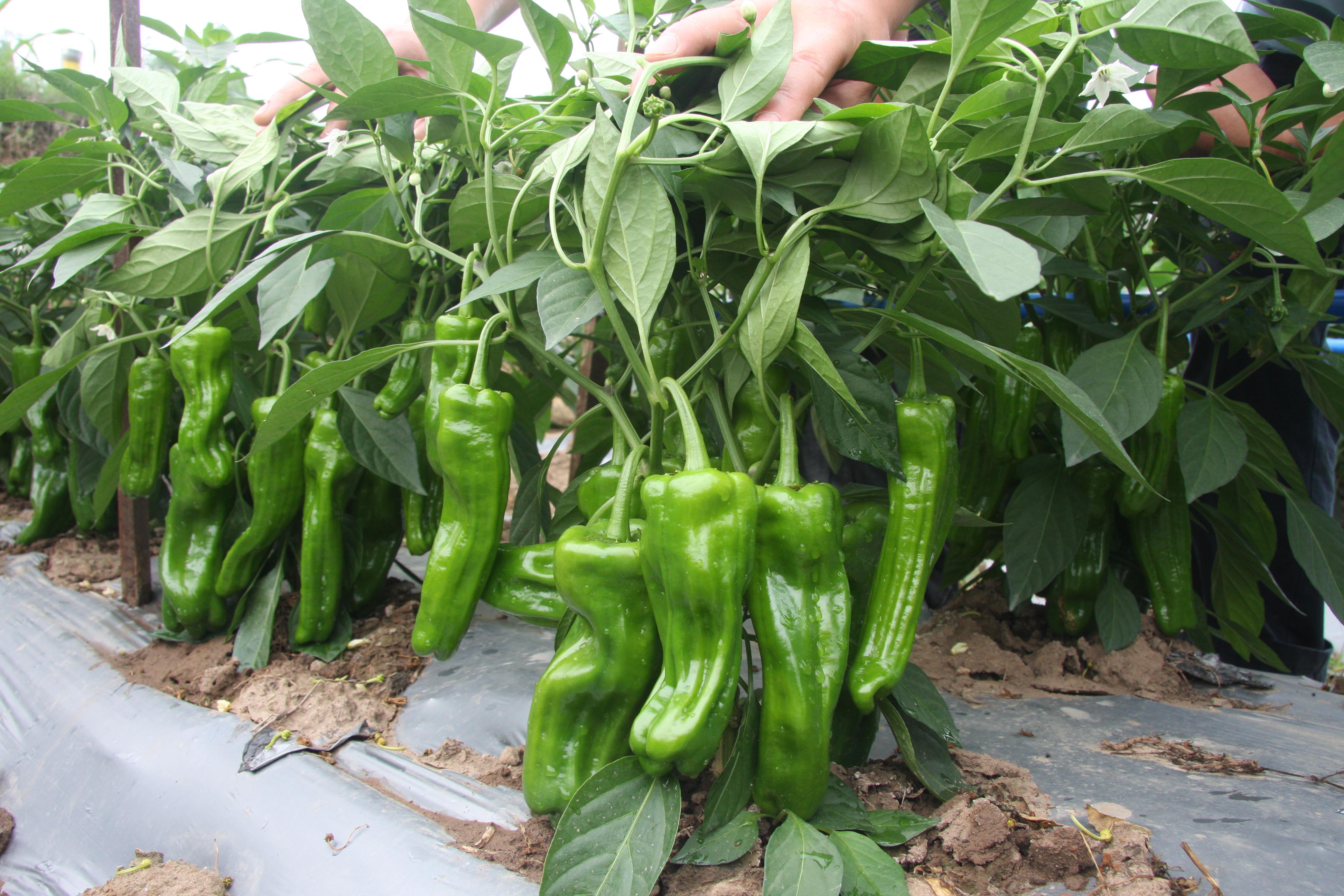 在南方农村,9月份还可以种植哪些蔬菜?这10种蔬菜都可育苗种植