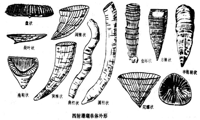 四射珊瑚化石图片