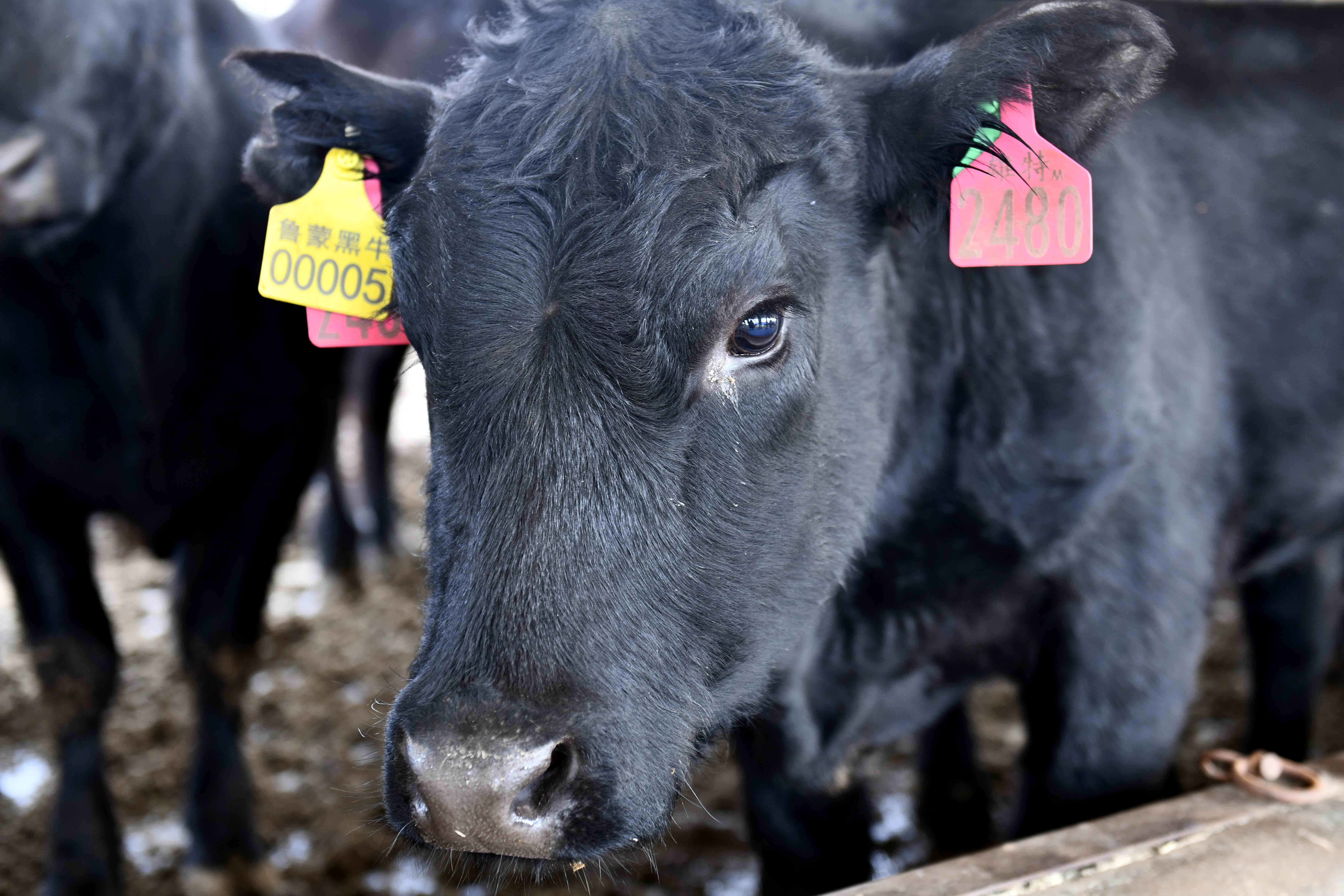 山东内蒙古协作育黑牛