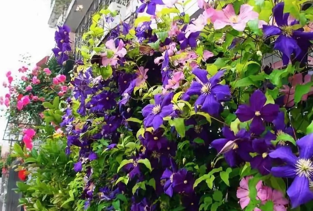 院子里栽4种"爬藤花",花期开出一面大花墙,漂亮又壮观