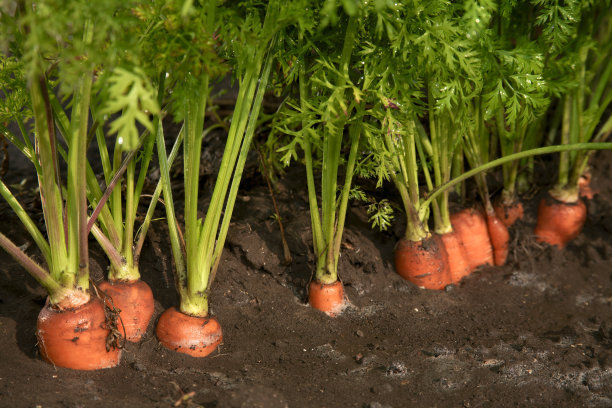 胡萝卜种植:胡萝卜的栽培技巧,以及种植胡萝卜需要注意的方法